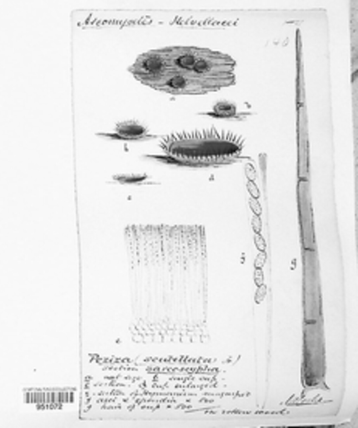 Scutellinia scutellata image